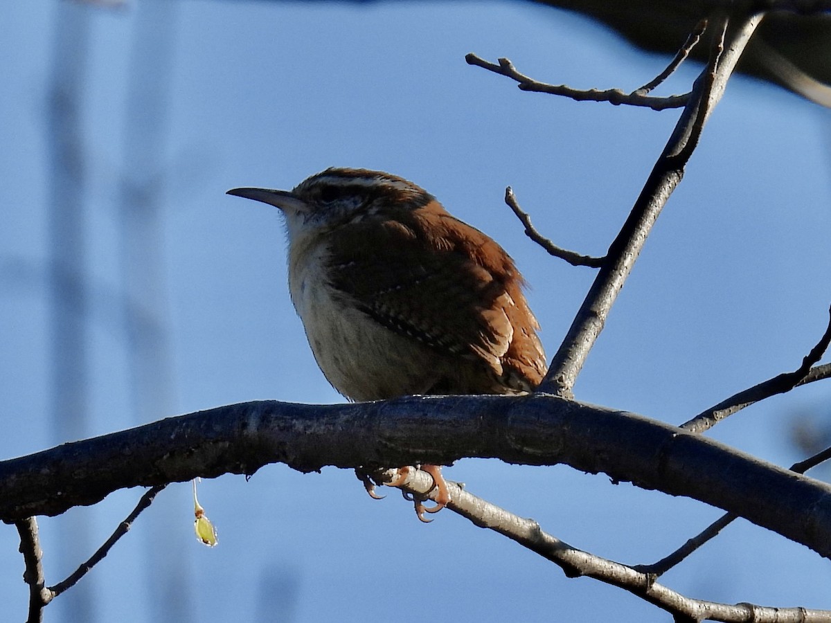 Carolina Wren - Stan Arnold