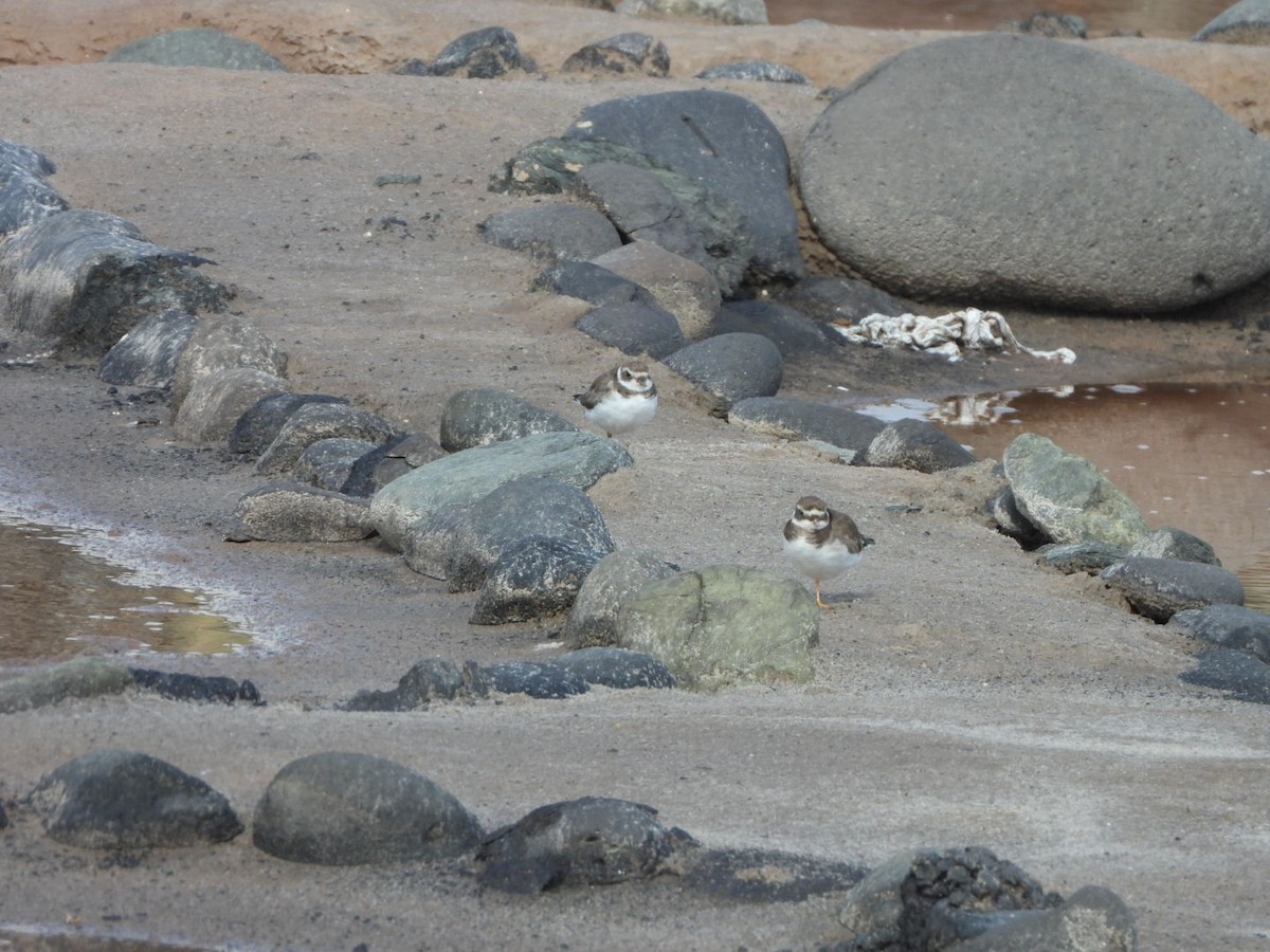 Semipalmated Plover - ML616472516