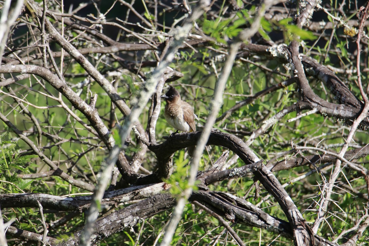 Common Bulbul - ML616472544