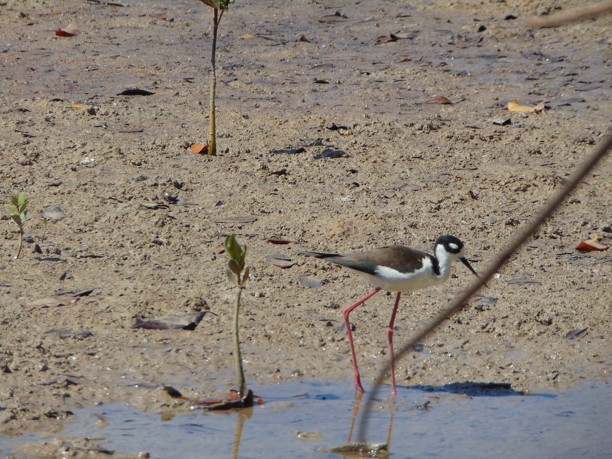 Black-necked Stilt - ML616472576