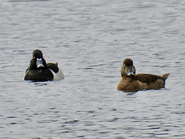 Ring-necked Duck - ML616472593