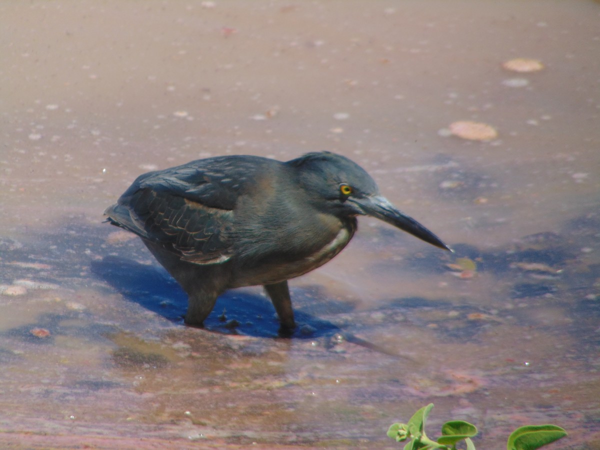 Striated Heron - ML616472602