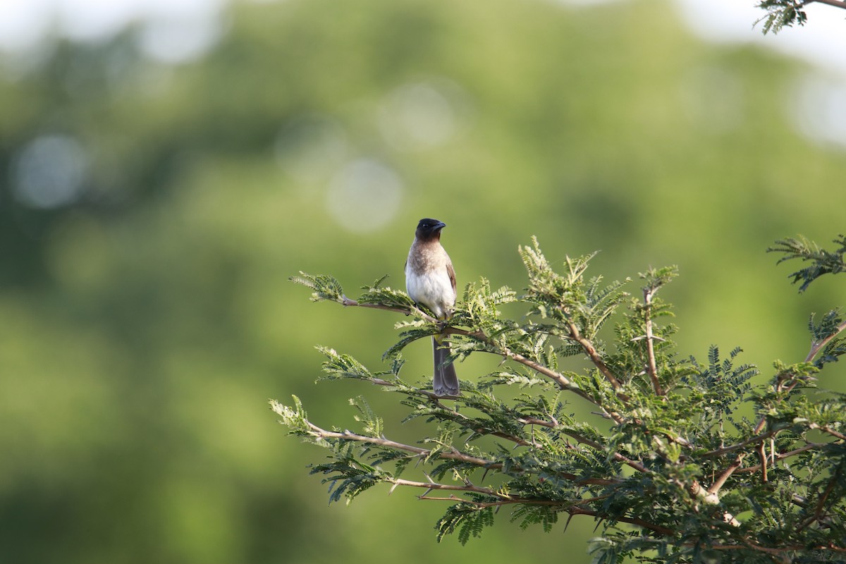 Bulbul Naranjero - ML616472604