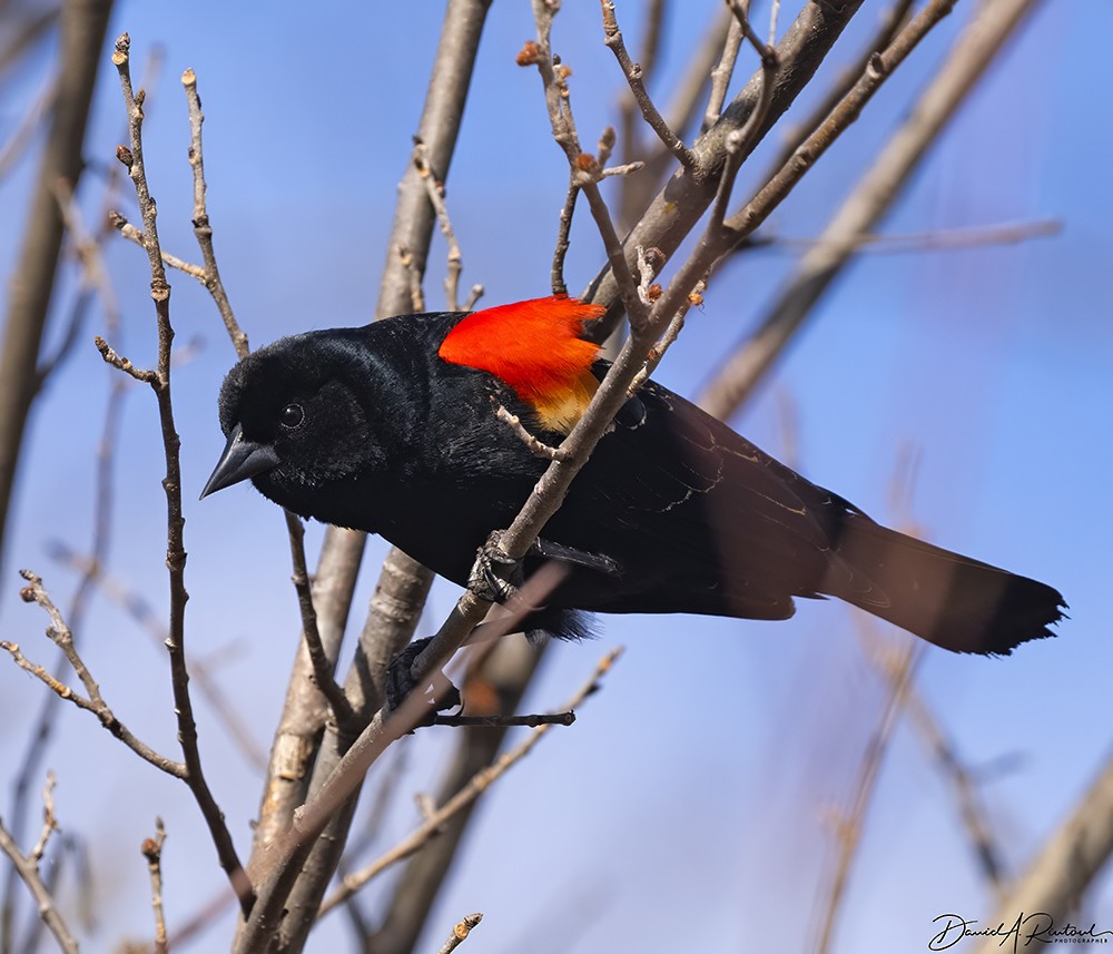 Red-winged Blackbird - Dave Rintoul