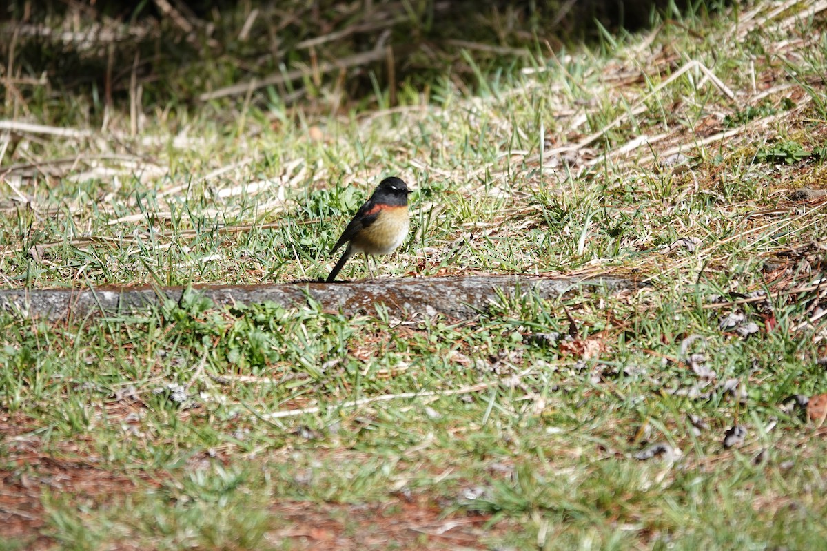 Collared Bush-Robin - ML616472691