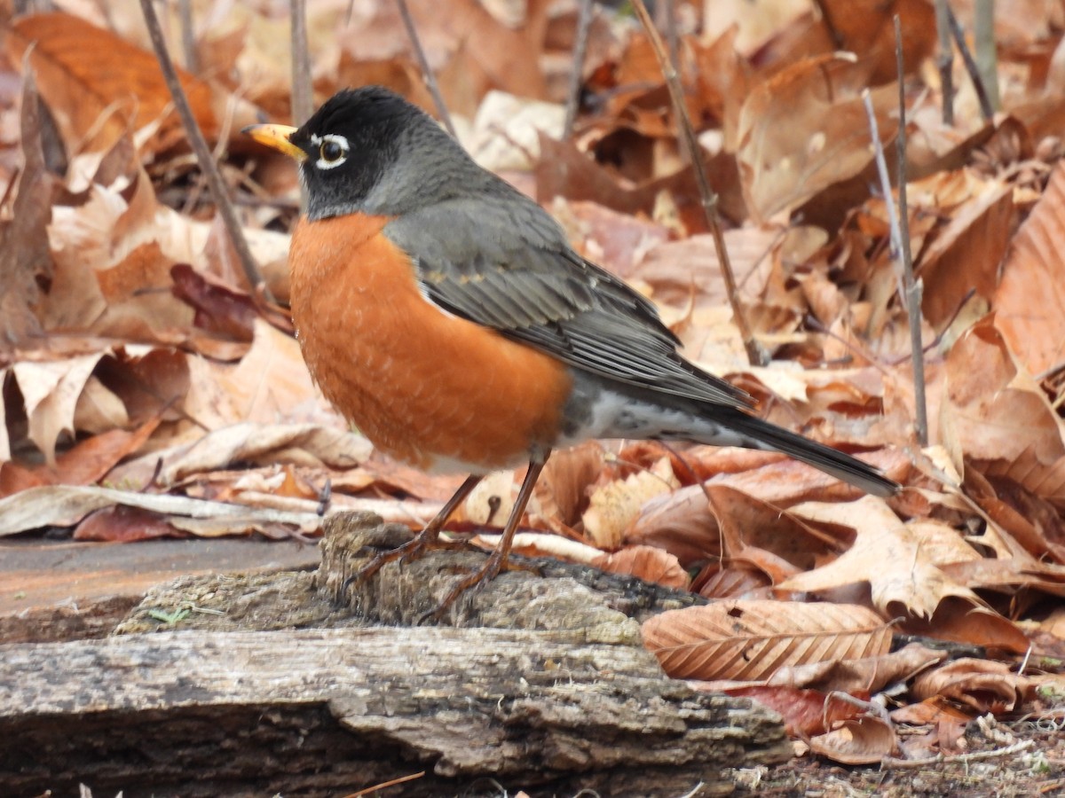 American Robin - ML616472707