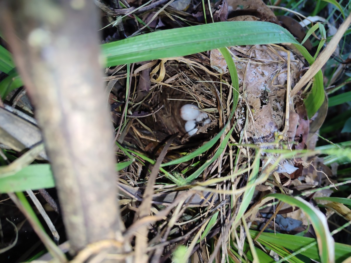 Schwarzring-Buschammer - ML616472759