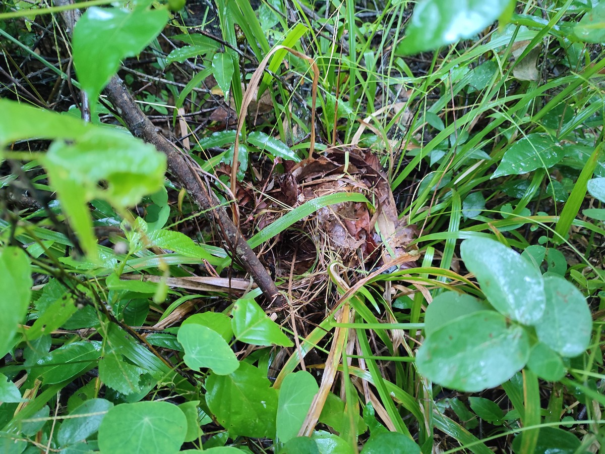 Schwarzring-Buschammer - ML616472763