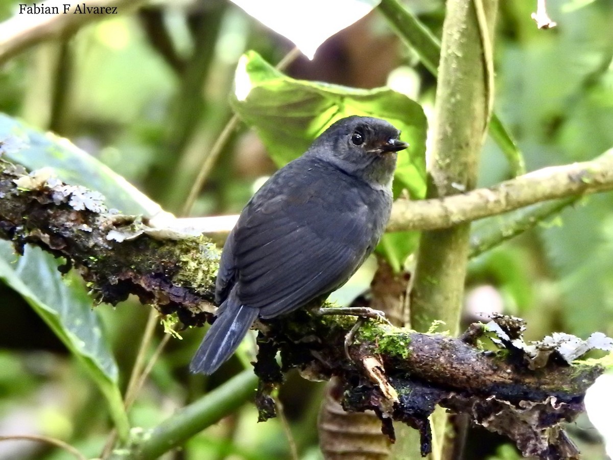 Spillmann's Tapaculo - ML616472765