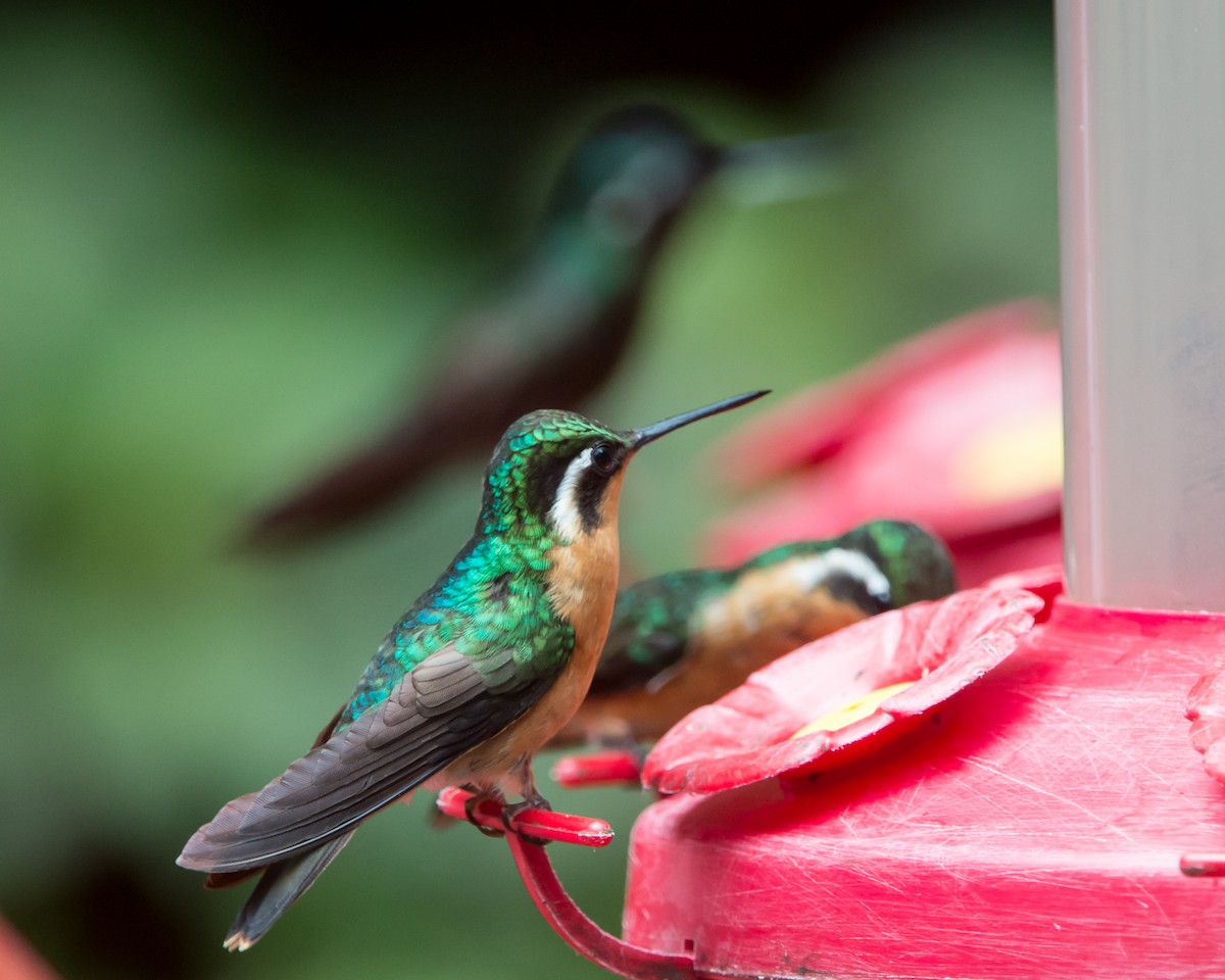 kolibřík fialovohrdlý - ML616472826