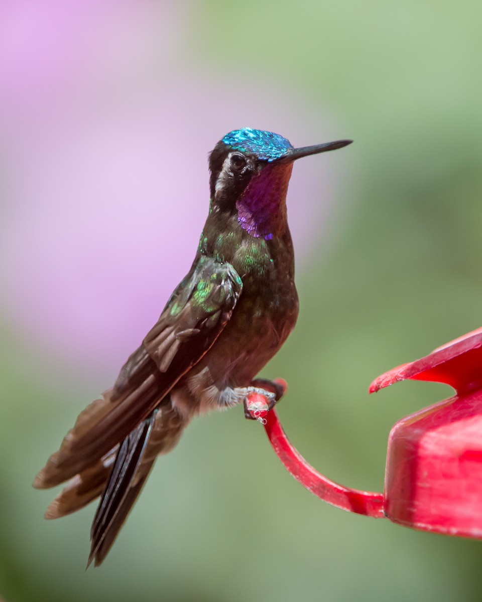kolibřík fialovohrdlý - ML616472827