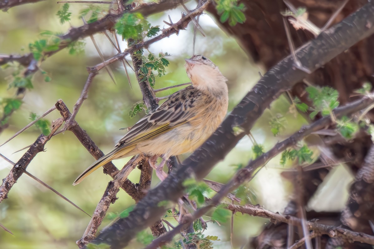 Golden Pipit - ML616472832