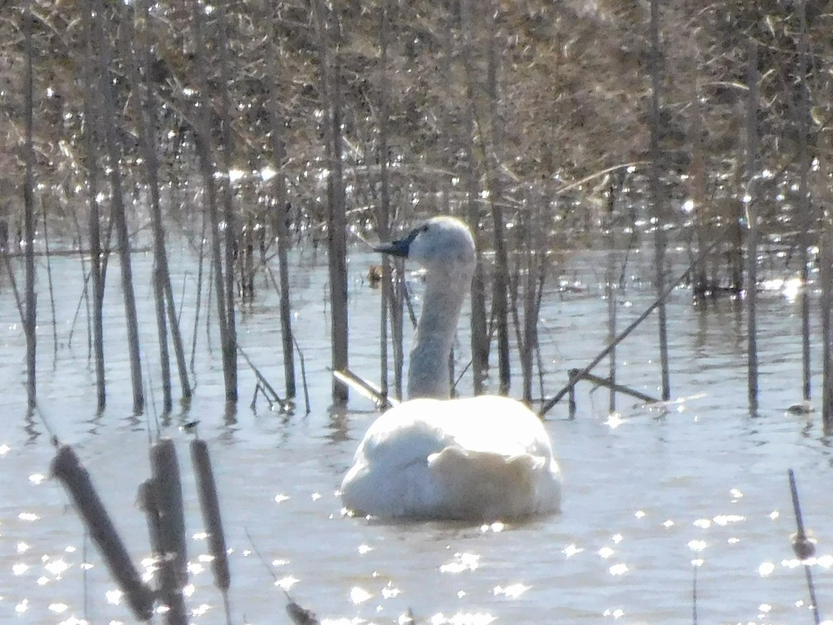 Tundra Swan - Meg Glines