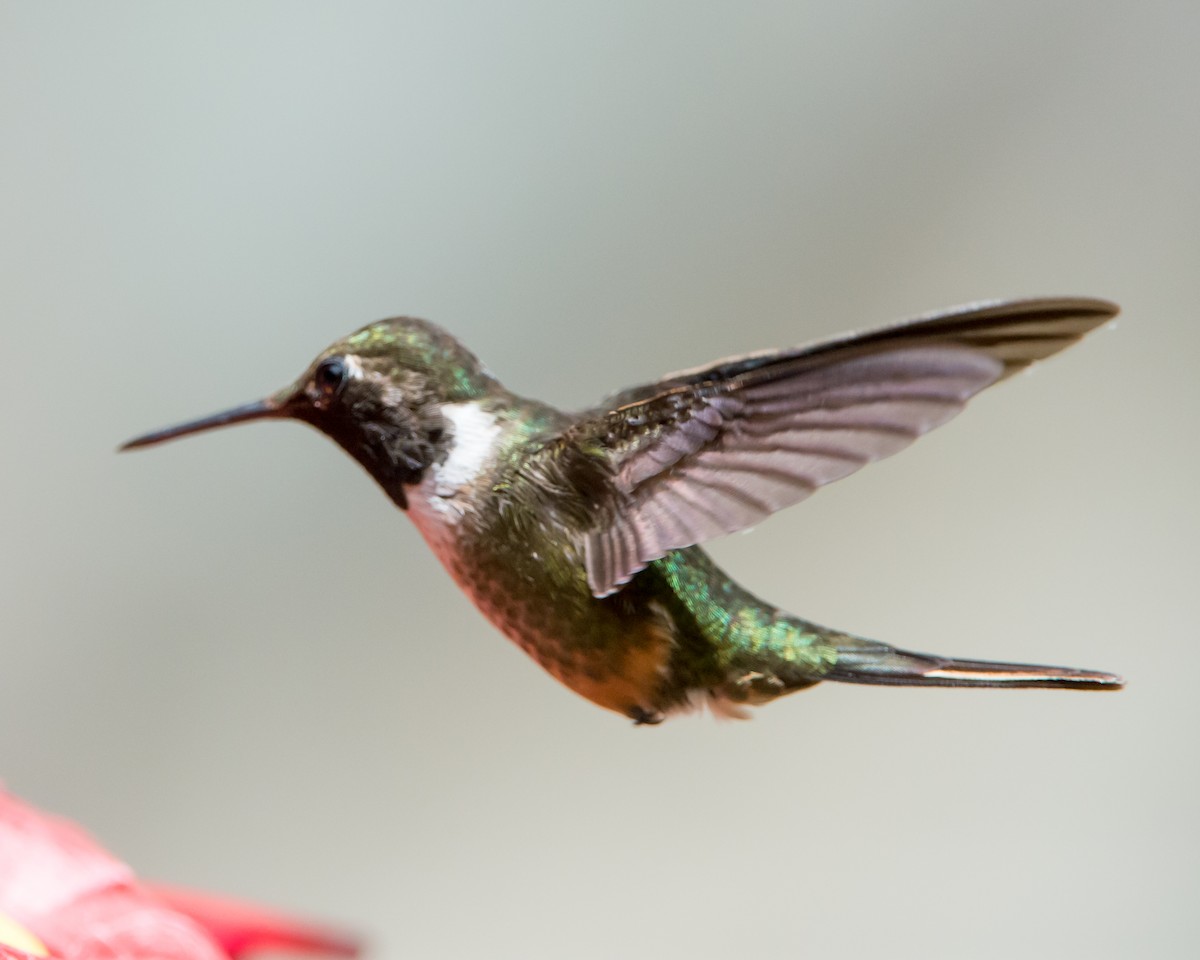 Magenta-throated Woodstar - ML616472840