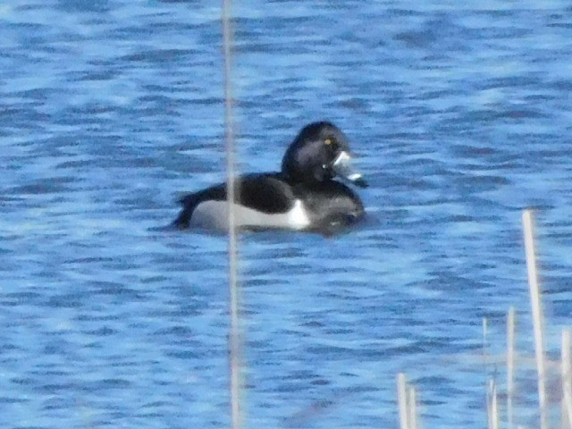 Ring-necked Duck - ML616472862