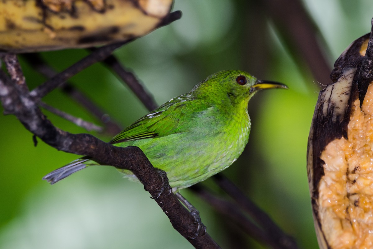 Green Honeycreeper - Eduardo Vieira 17