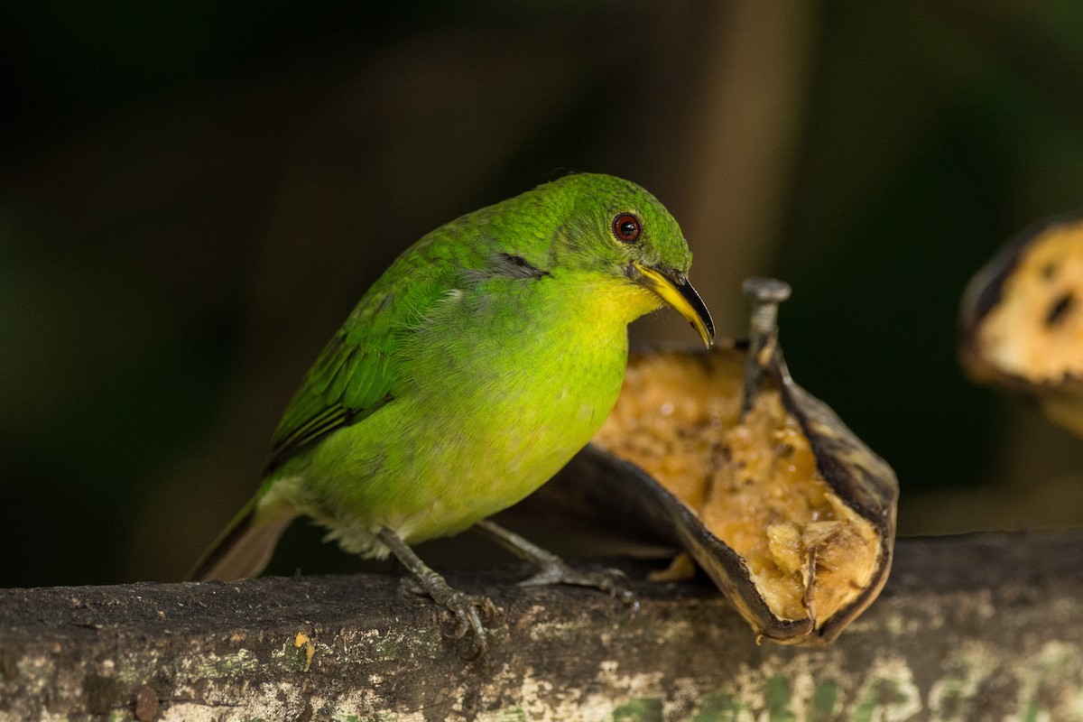 Green Honeycreeper - Eduardo Vieira 17