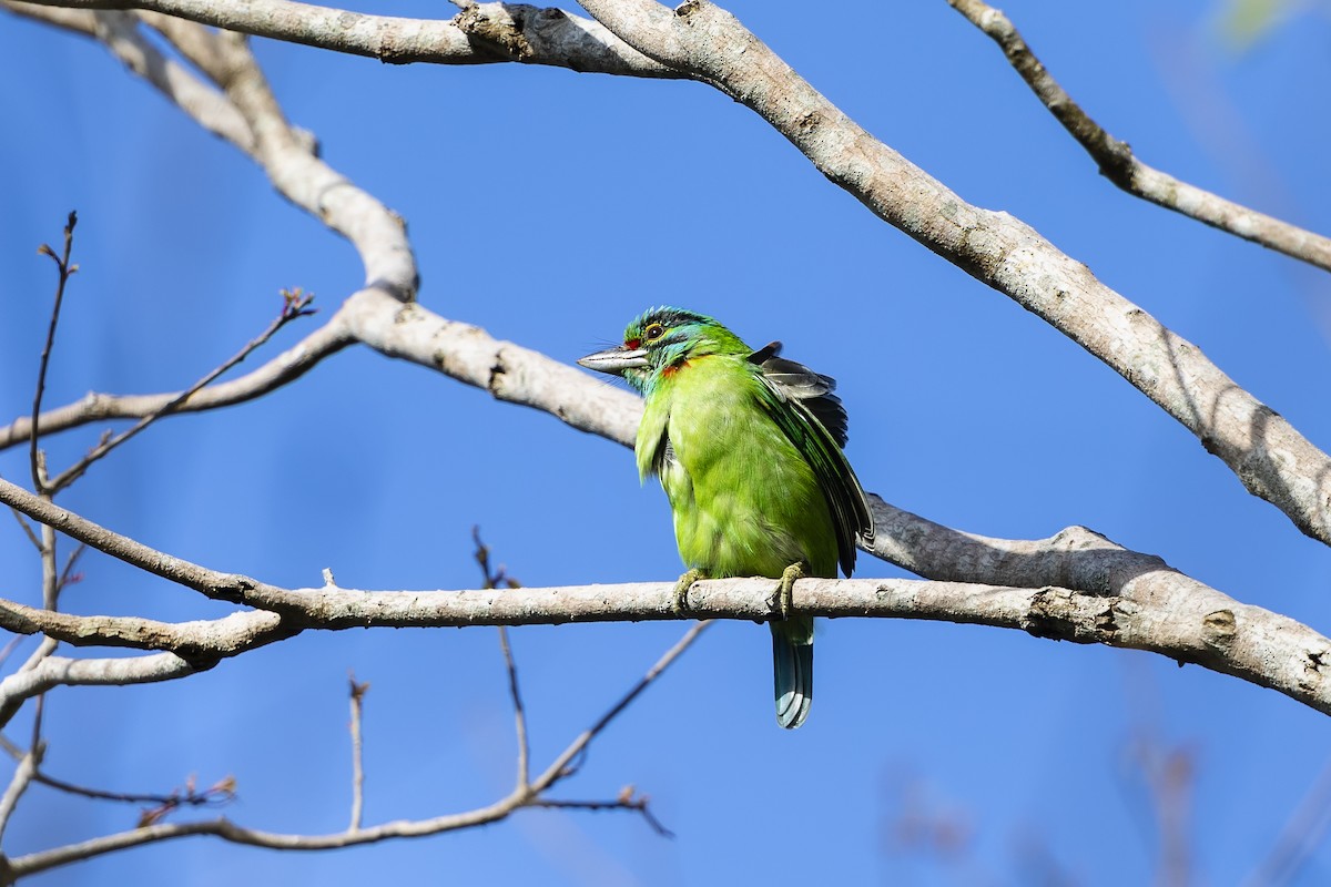 Grünscheitel-Bartvogel - ML616472896