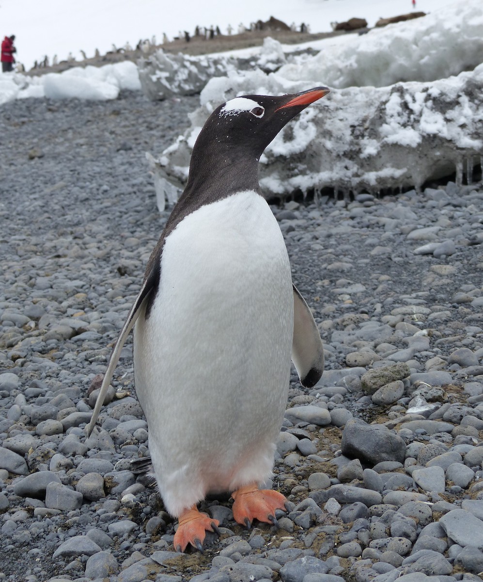 Gentoo Penguin - ML616472902