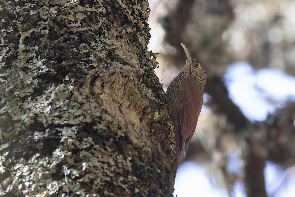 Spot-crowned Woodcreeper - ML616472975