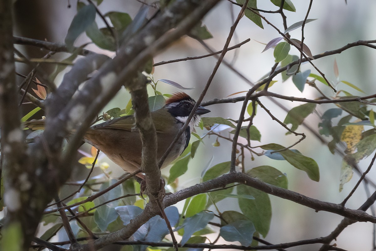 Collared Towhee - Sam Wilson