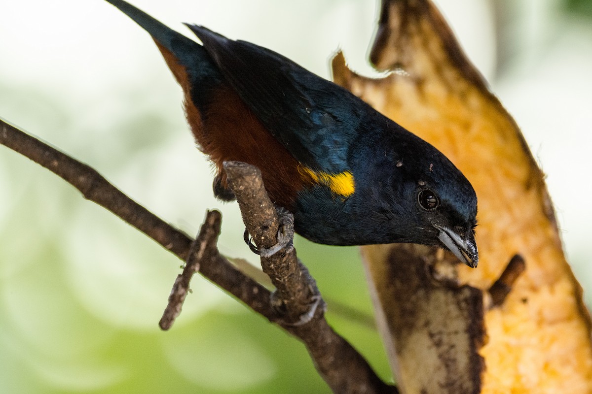 Chestnut-bellied Euphonia - ML616473012