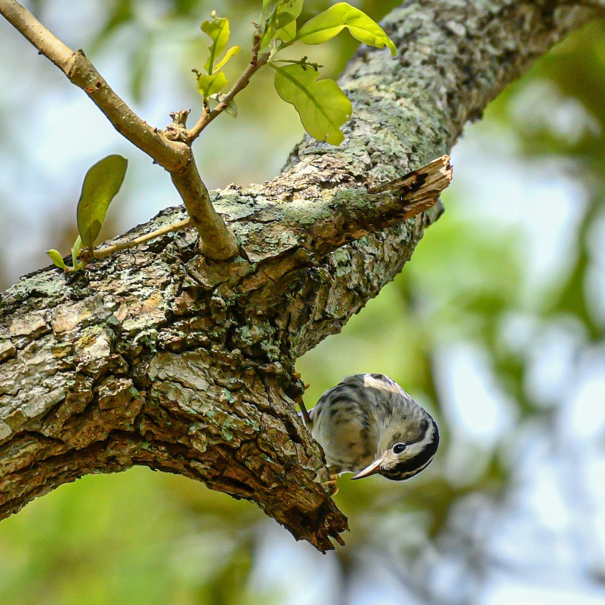 Black-and-white Warbler - Meredith Meyer