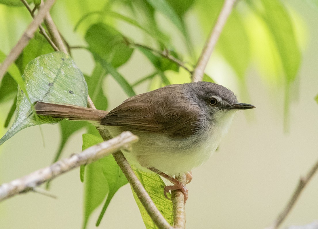 brunryggprinia - ML616473122