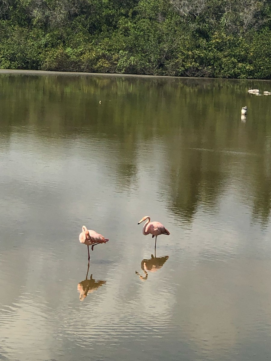 American Flamingo - ML616473130