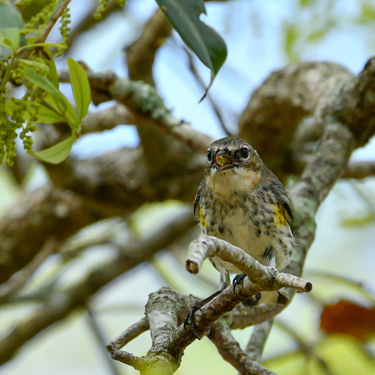 Yellow-rumped Warbler - ML616473134