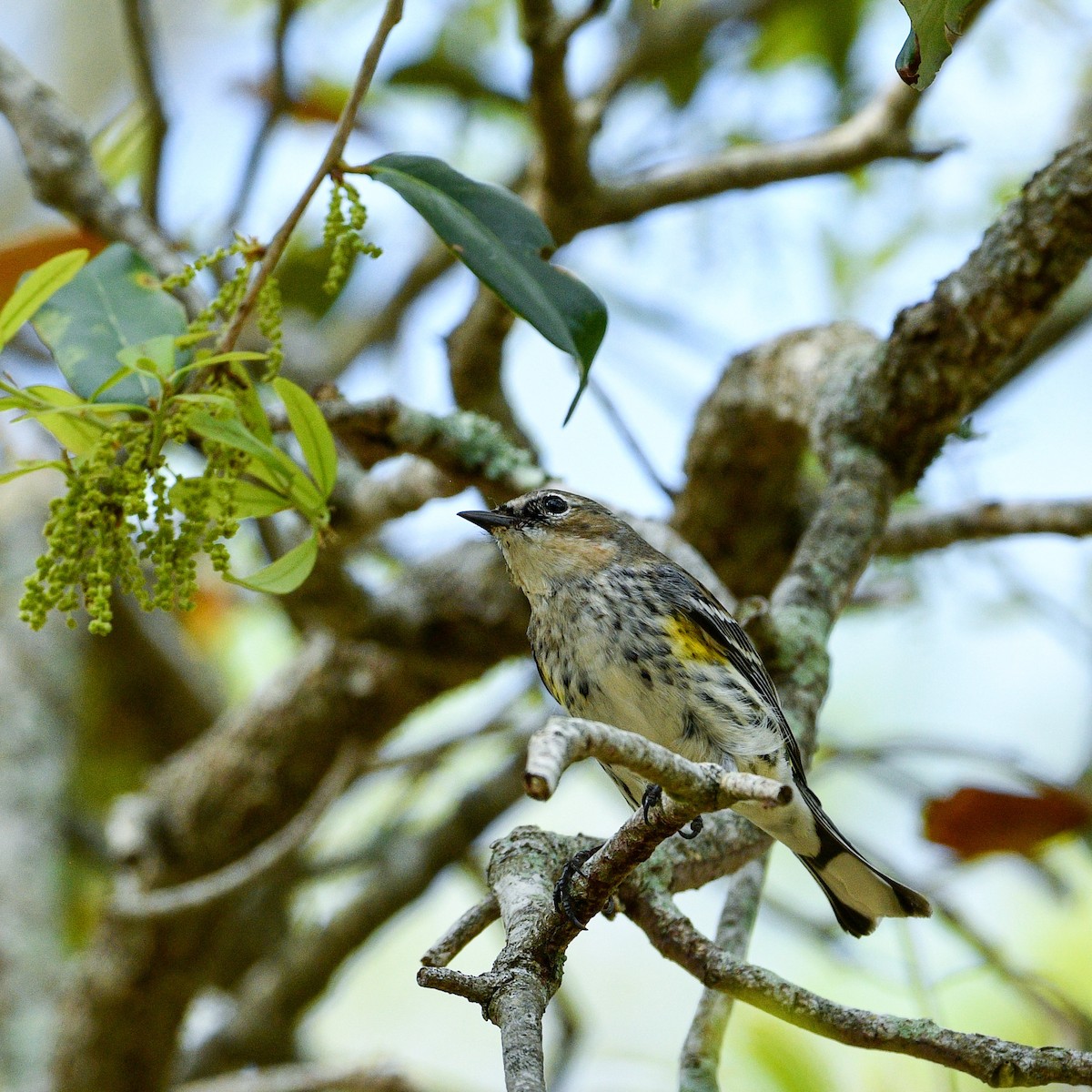 Yellow-rumped Warbler - Meredith Meyer