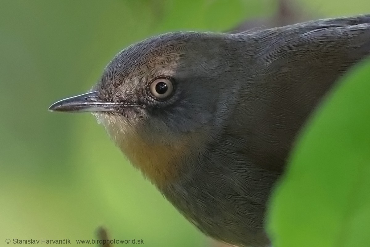 Sri Lanka Bush Warbler - Stanislav Harvančík