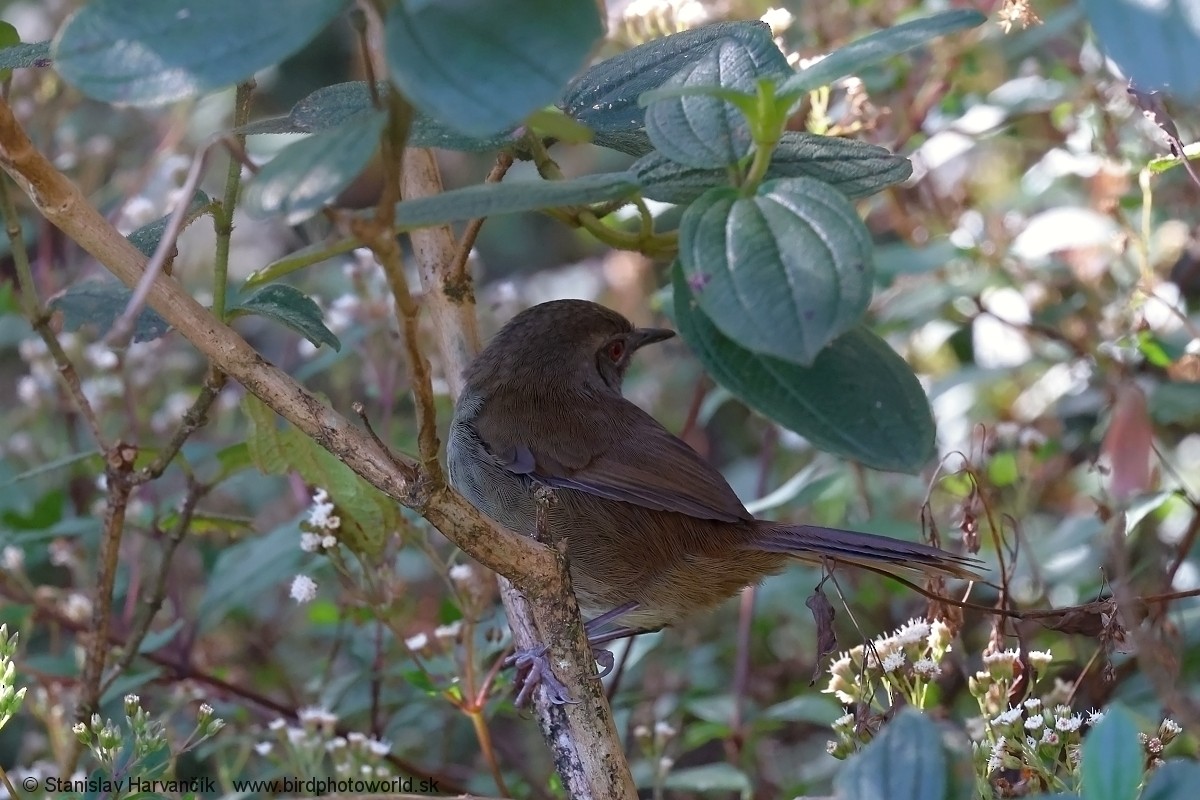 Sri Lanka Bush Warbler - ML616473143