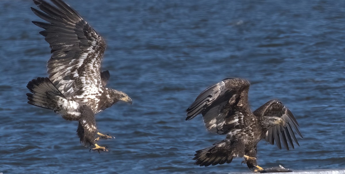 Bald Eagle - ML616473160