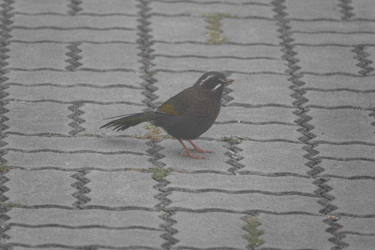 White-whiskered Laughingthrush - ML616473166