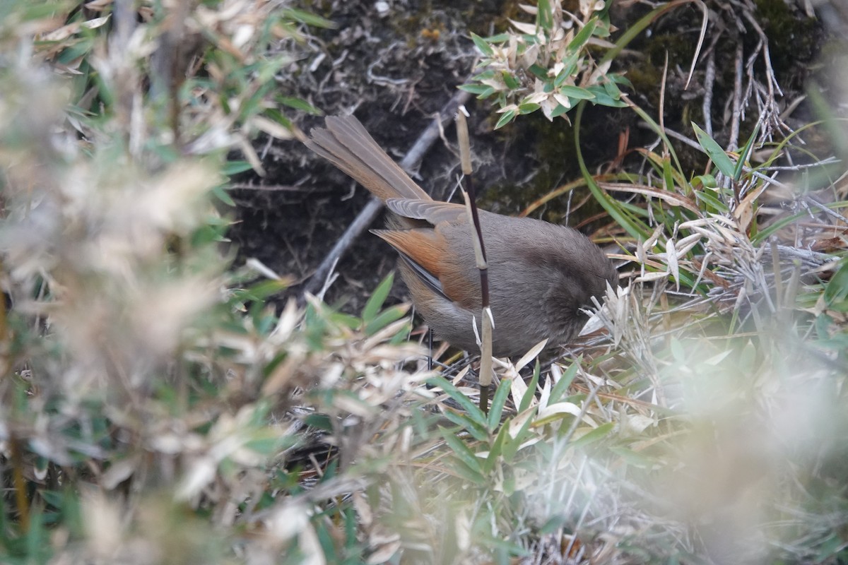 Taiwan Fulvetta - Ronald de Mol