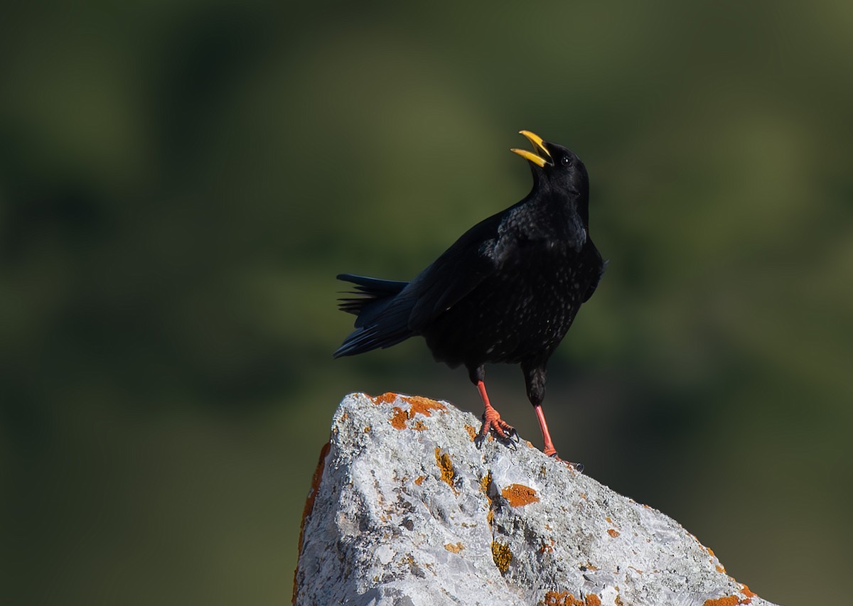 Yellow-billed Chough - ML616473174