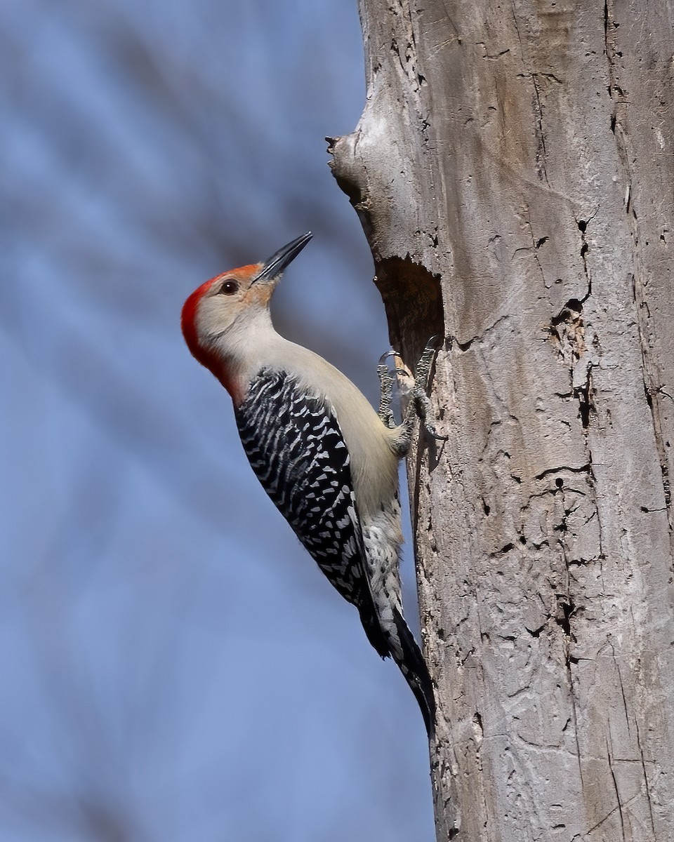 Red-bellied Woodpecker - ML616473213