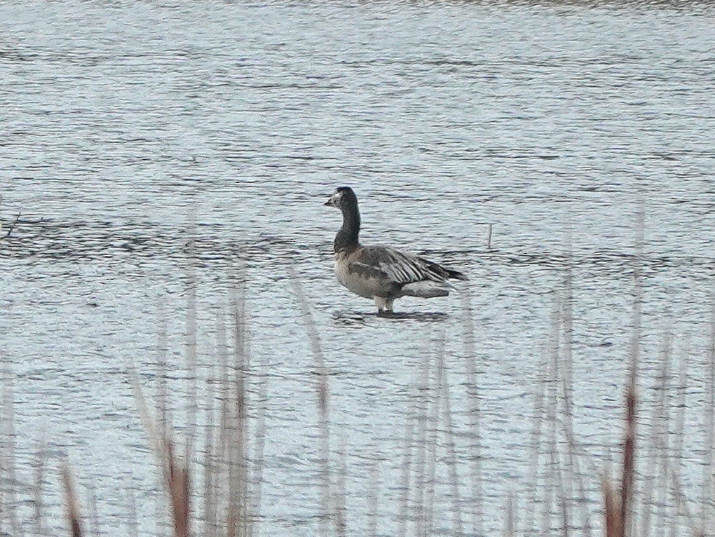 Snow Goose - ML616473220