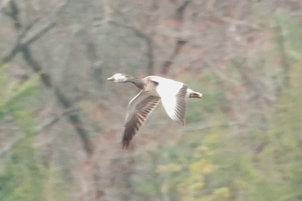 Snow Goose - ML616473221