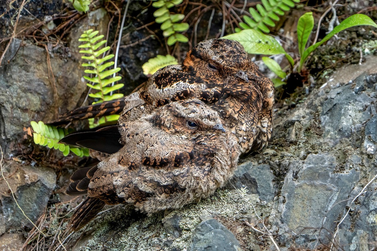 Lyre-tailed Nightjar - Ashley Pichon