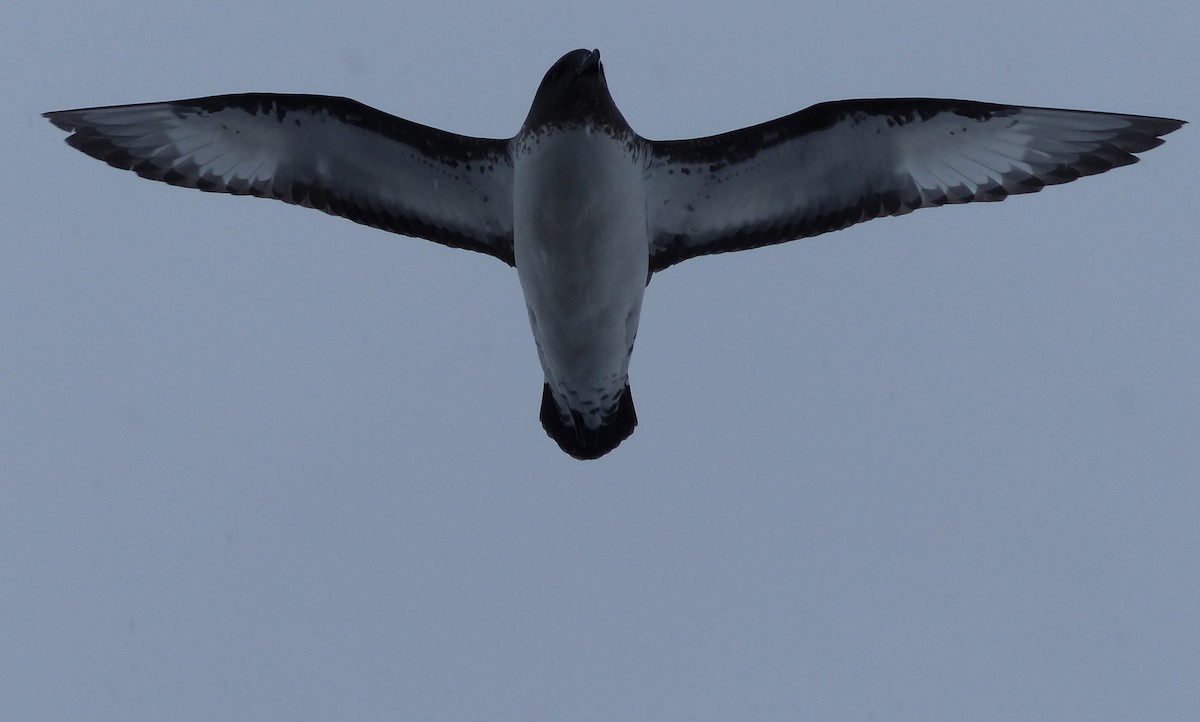 Cape Petrel - ML616473251