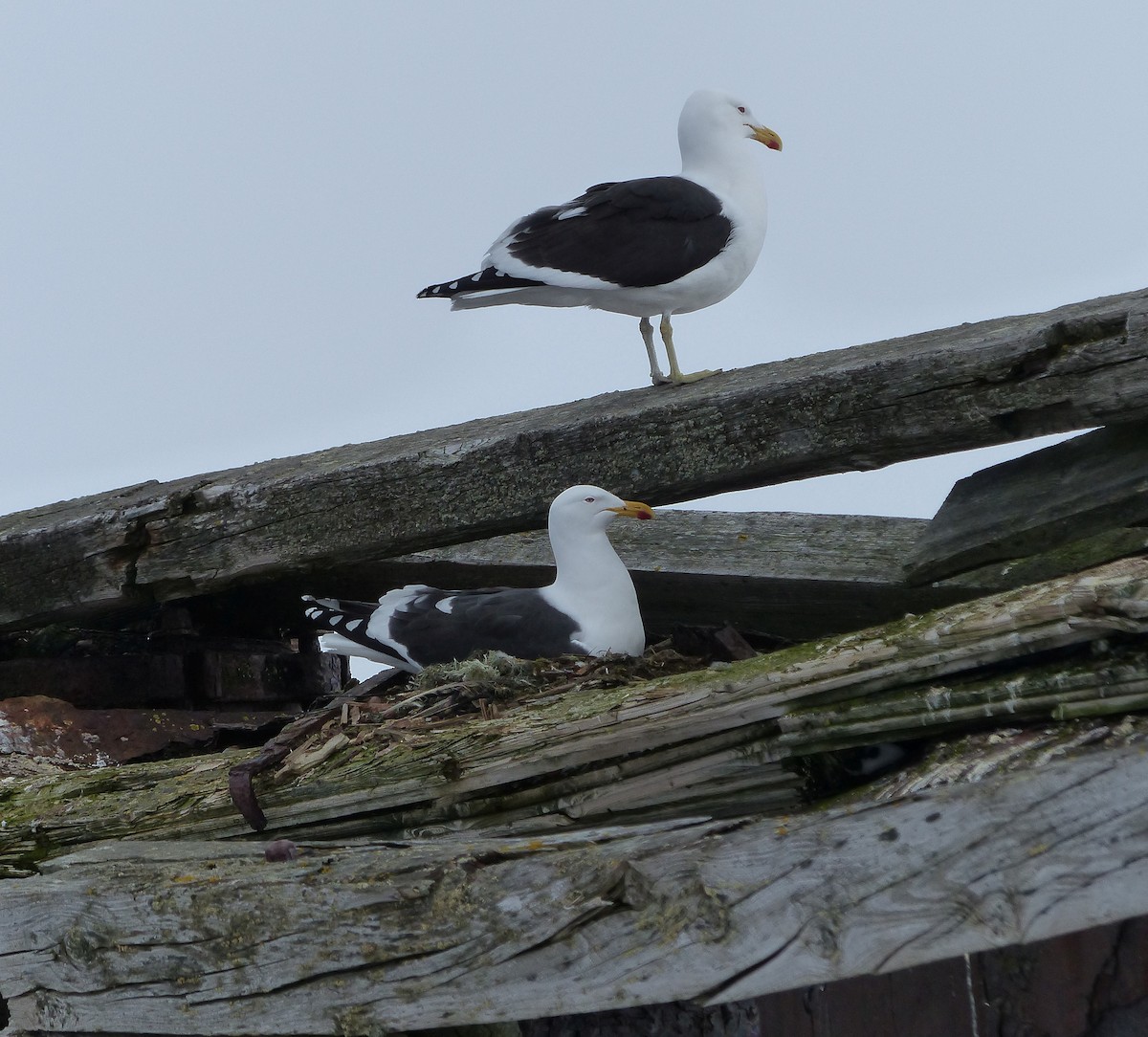 Kelp Gull - ML616473260