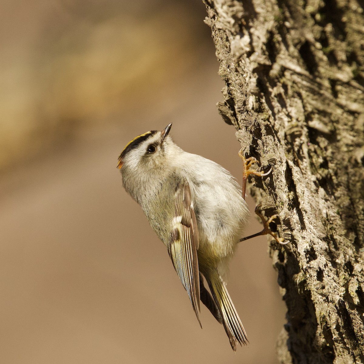 Golden-crowned Kinglet - ML616473273