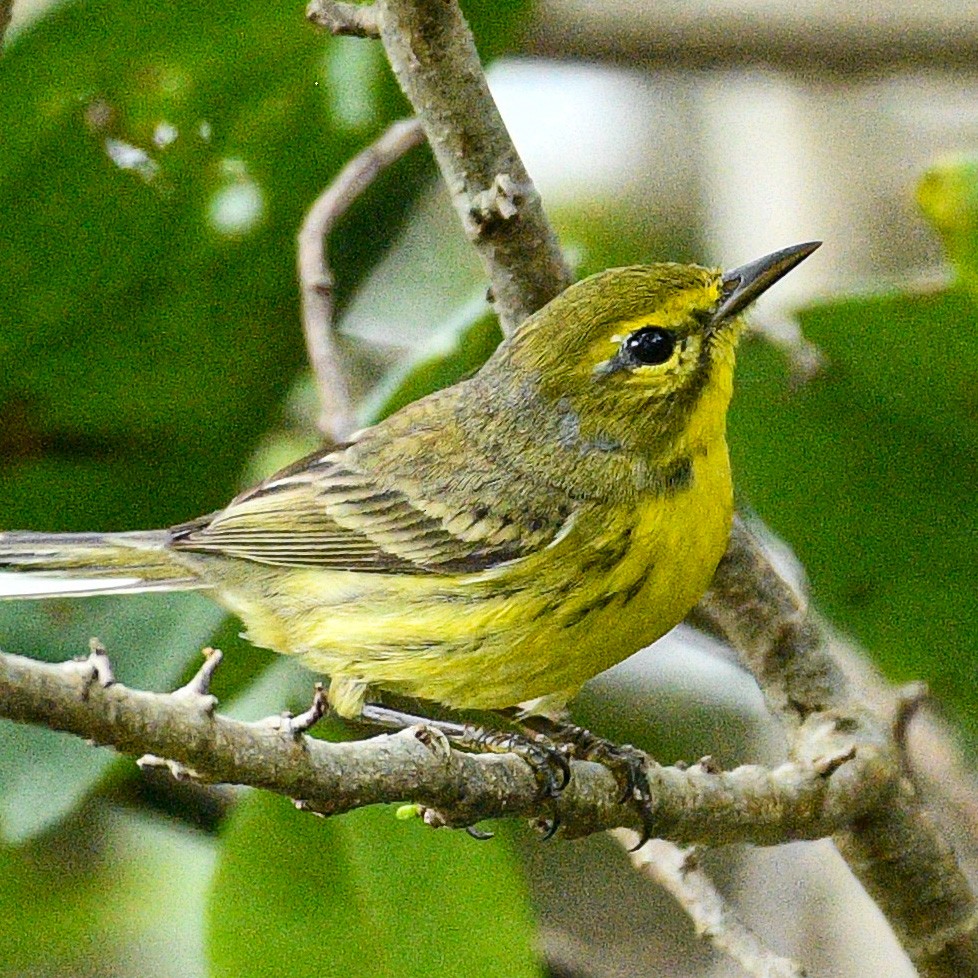 Prairie Warbler - ML616473303