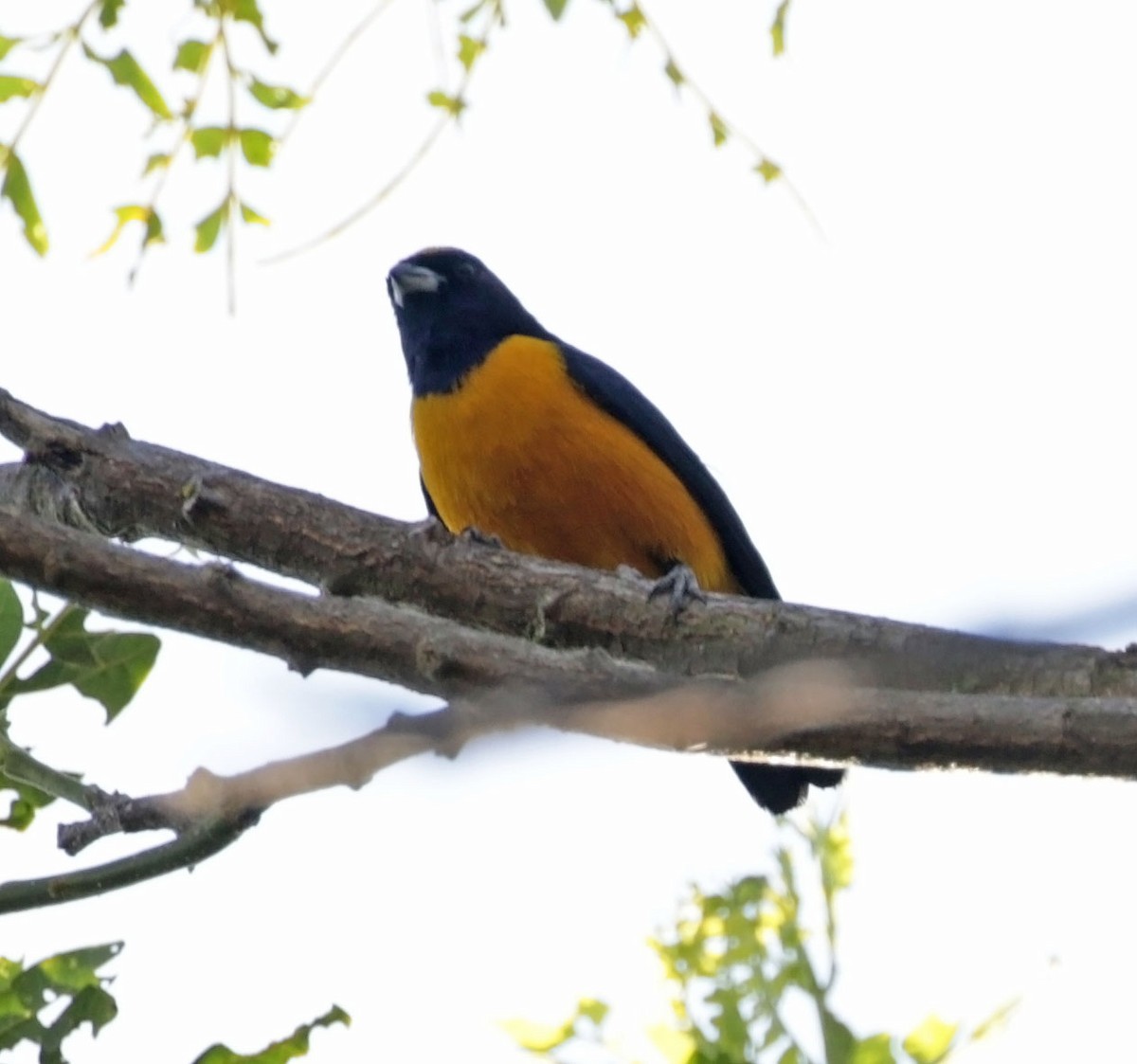 Velvet-fronted Euphonia - ML616473322