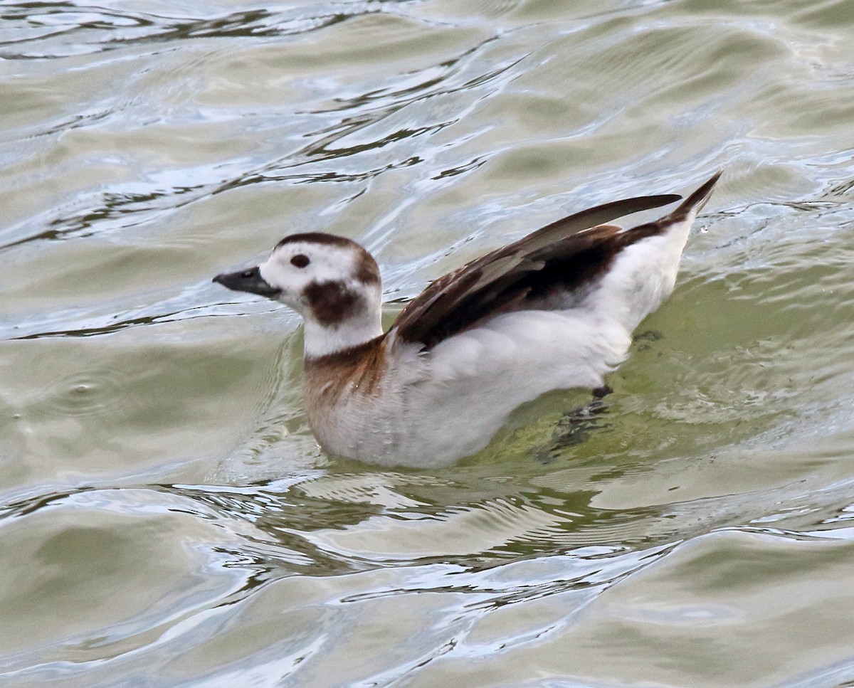 Long-tailed Duck - Laure Wilson Neish