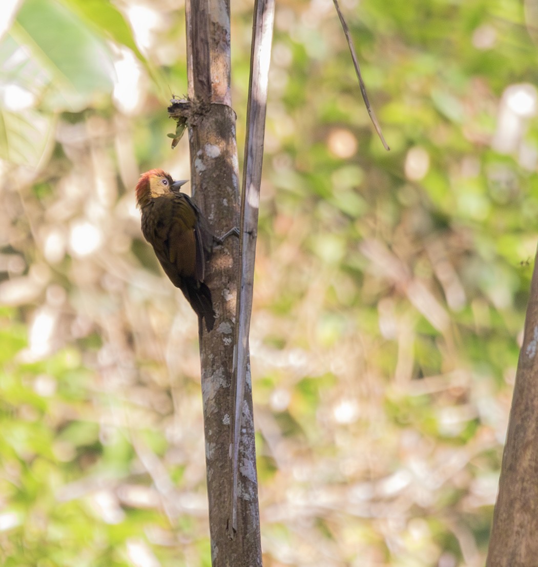 Bamboo Woodpecker - ML616473340