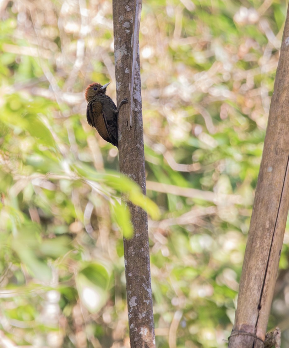 Bamboo Woodpecker - ML616473341