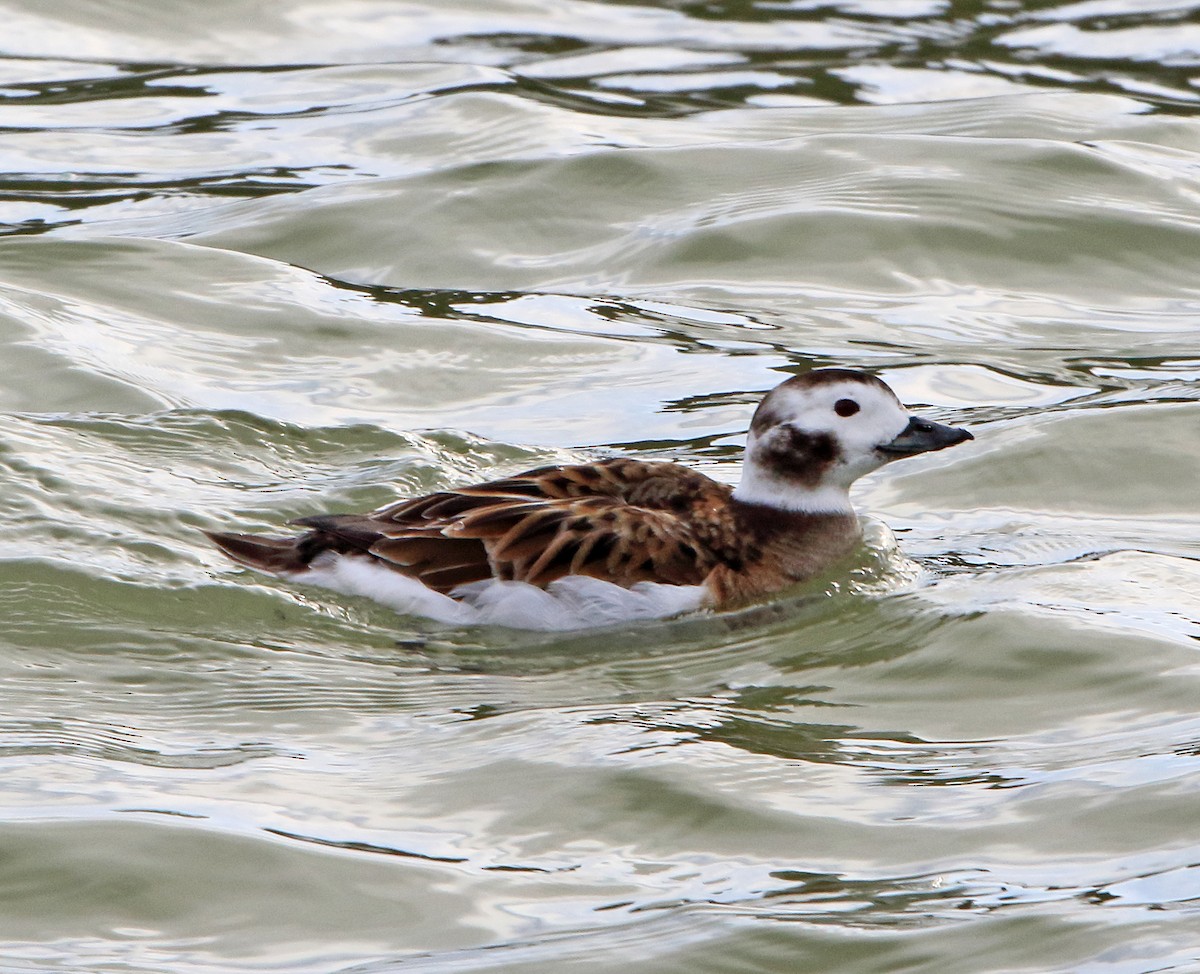 Long-tailed Duck - Laure Wilson Neish